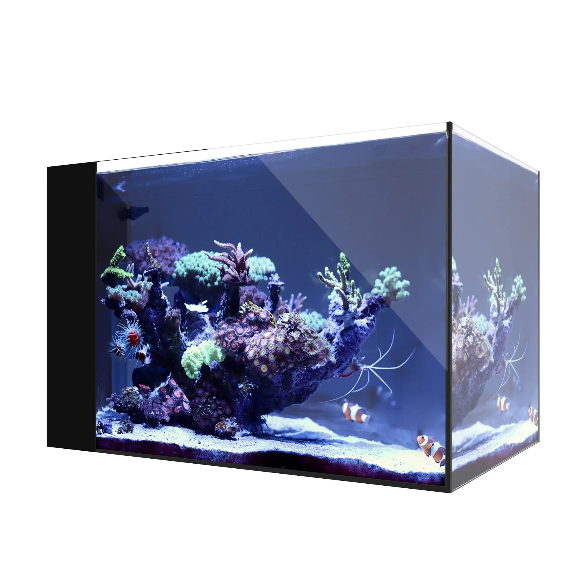 Saltwater Most Popular